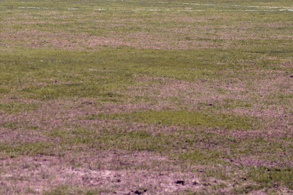 Césped del estadio Ramón de Carranza en malas condiciones / Trekant Media