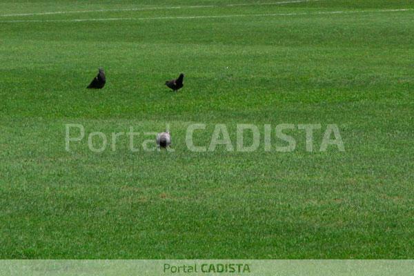 Césped de Carranza hoy jueves