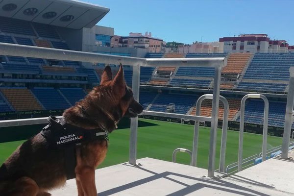 Morko, el guía canino en el estadio Ramón de Carranza / Policía Nacional